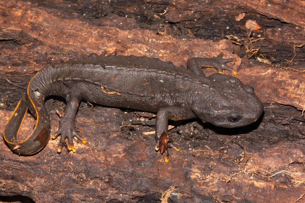 Vietnam-Krokodilmolch (Tylototriton vietnamensis)