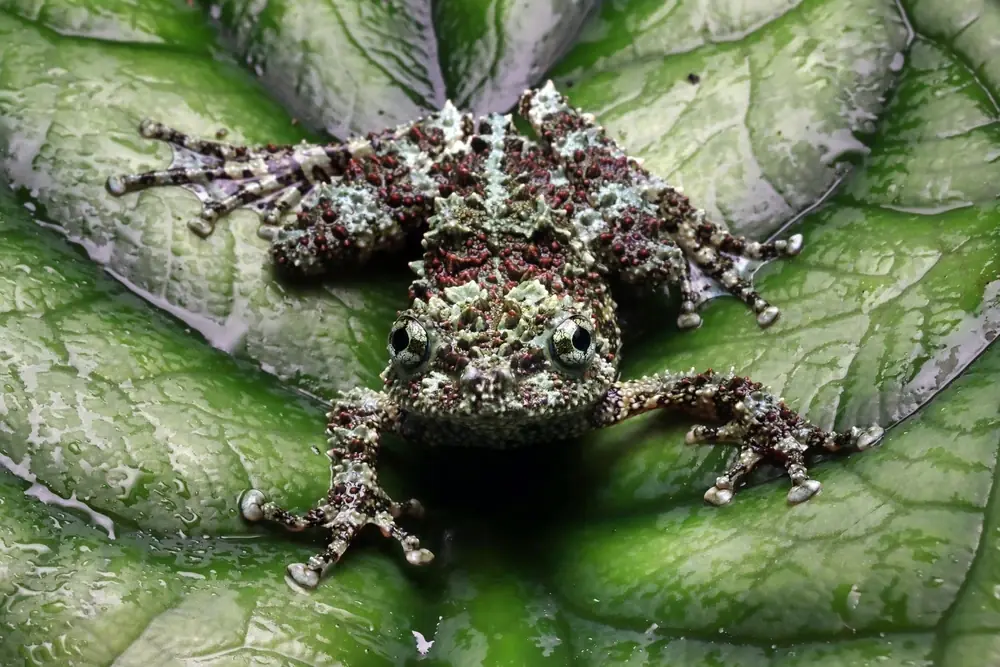 Vietnam-Moosfrosch (Theloderma corticale)