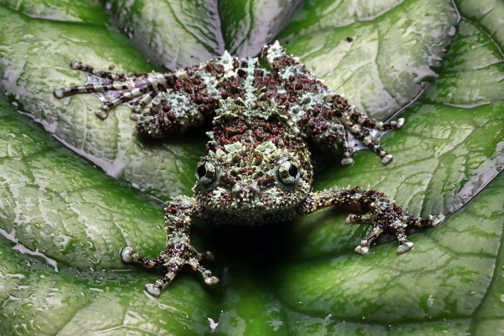 Vietnam-Moosfrosch (Theloderma corticale)