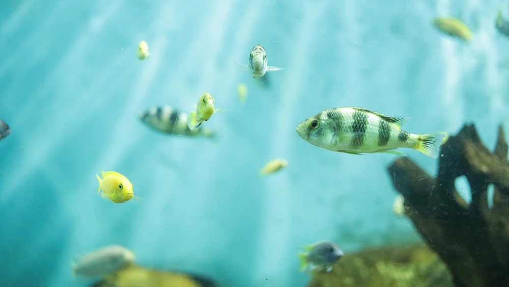 Viktoriabuntbarsch (Haplochromis obliquidens)