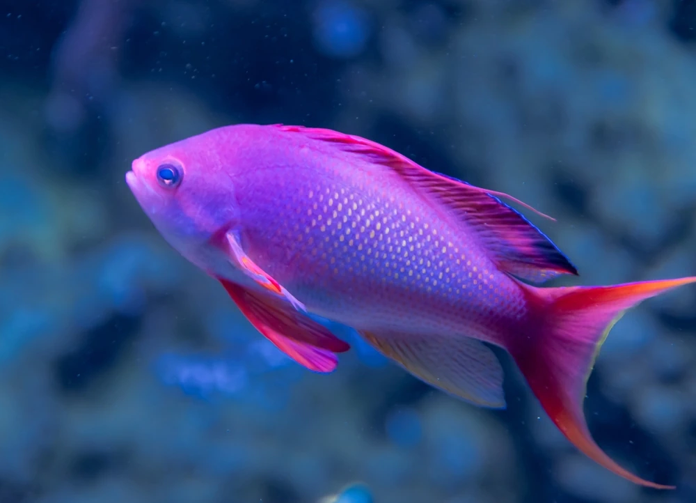 Violetter Feenbarsch (Pseudanthias pascalus)