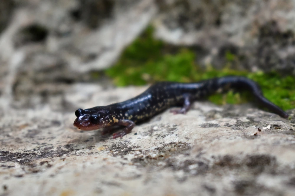 Waldsalamander (Plethodon albagula)