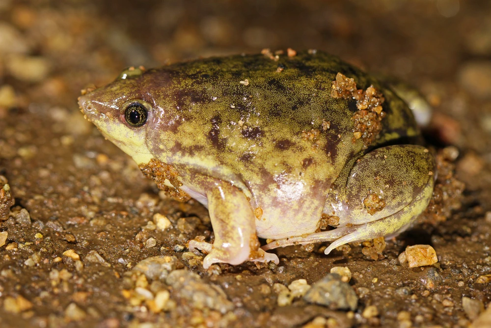 Waldspitzmausfrosch (Hemisus marmoratus)