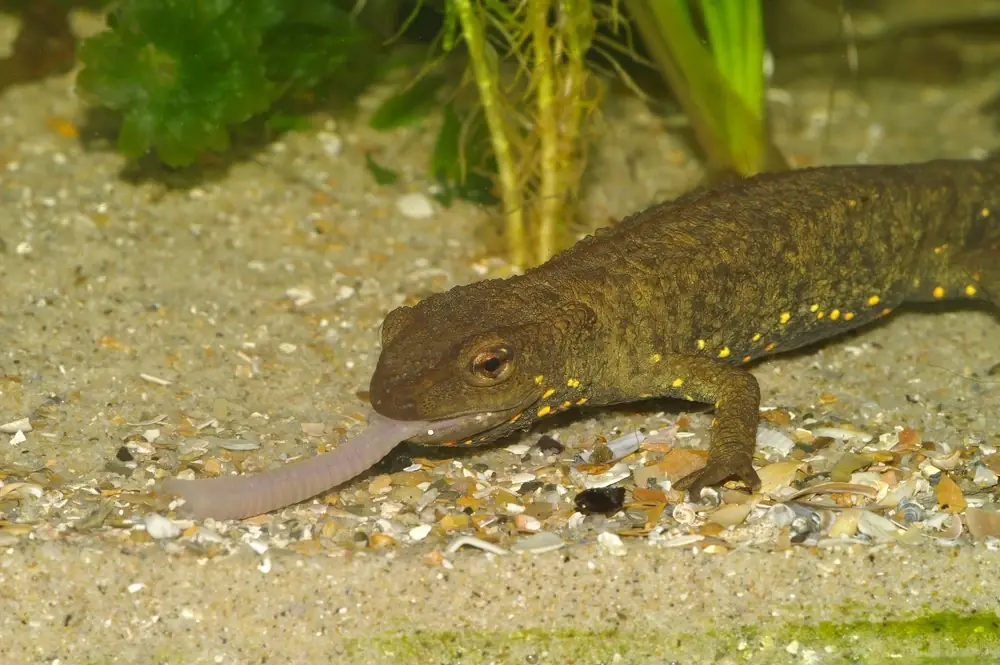 Warzenmolch (Paramesotriton chinensis)