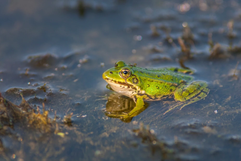 Pelophylax kl. esculentus