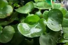 Wasserhyazinthe