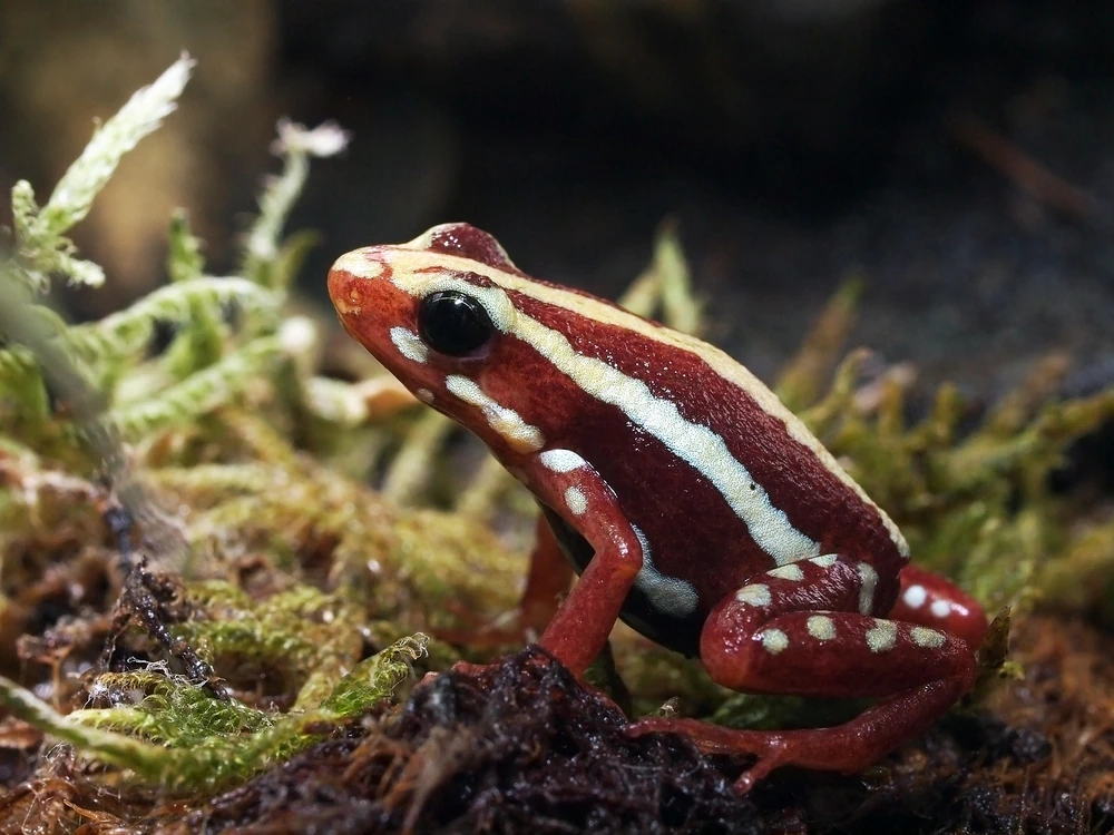 Wasserpfeilgiftfrosch (Epipedobates tricolor)