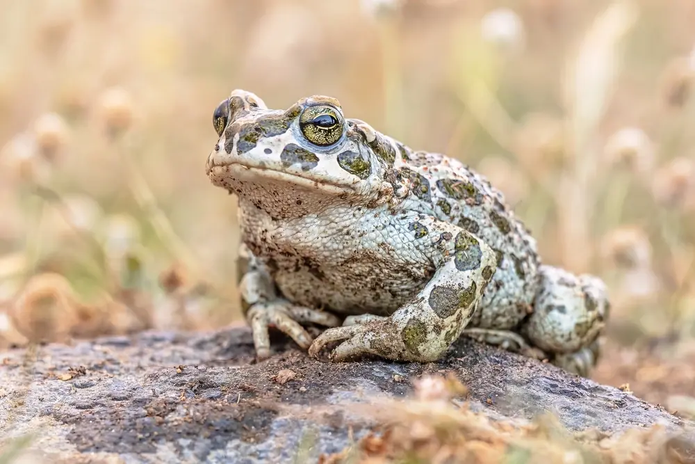 Wechselkröte (Bufotes viridis)