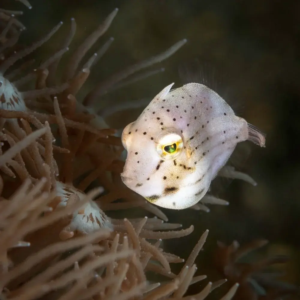 Cantherhines dumerilii