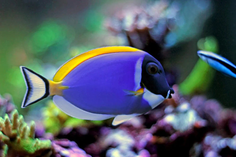 Acanthurus leucosternon