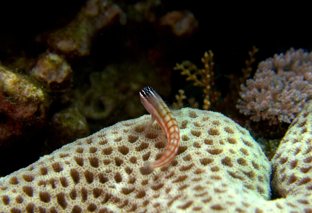 Weißkopf-Schleimfisch (Ecsenius bathi)