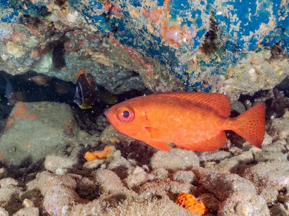 Weitaugen-Husar (Pempheris schwenkii)