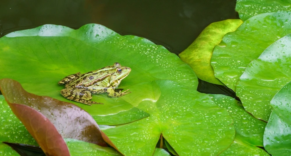Wellenfrosch (Rana ridibunda)