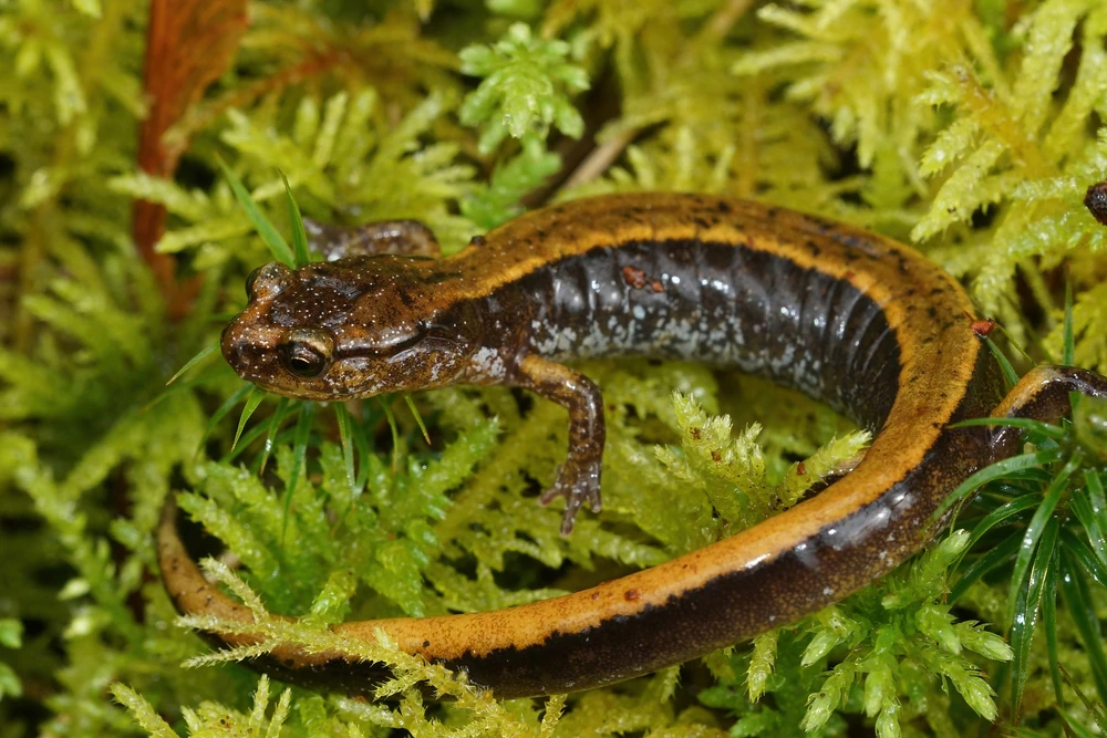 Westlicher Rotsalamander (Plethodon vehiculum)