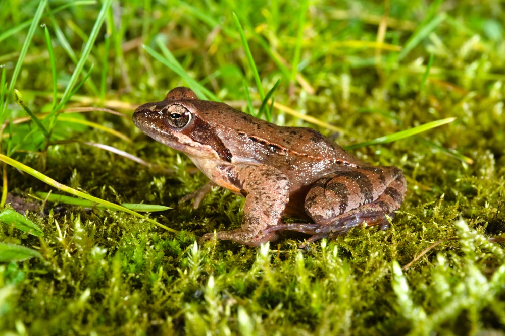 Wiesenfrosch (Rana latastei)