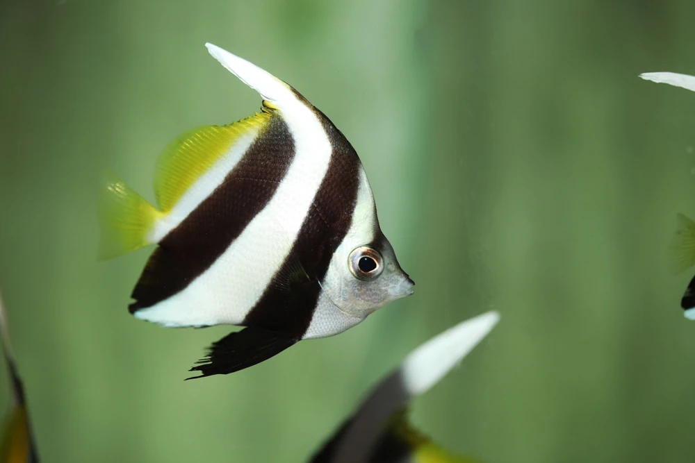 Wimpelfisch (Heniochus diphreutes)