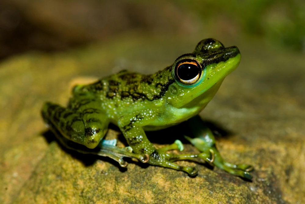 Winkerfrosch (Staurois natator)
