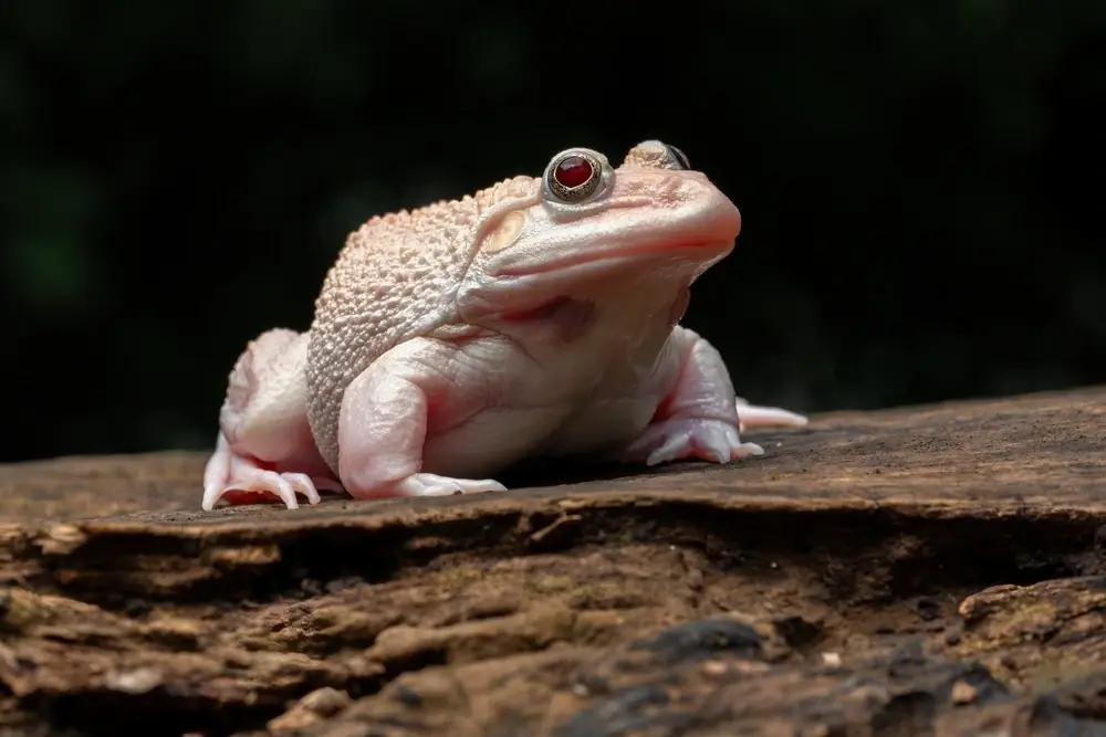 Würfelfrosch (Hoplobatrachus rugulosus)