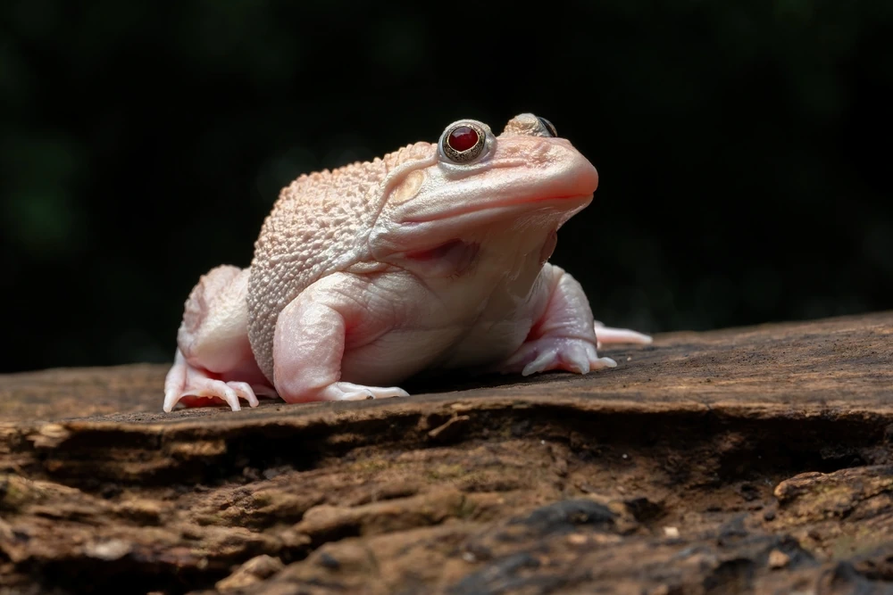Würfelfrosch (Hoplobatrachus rugulosus)