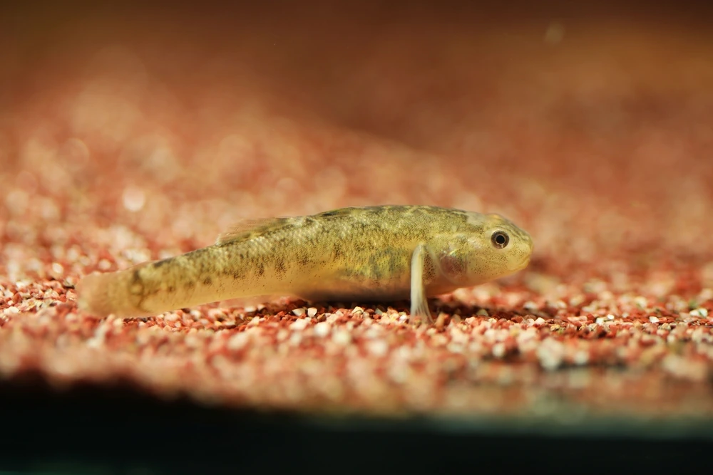 Wüstengrundel (Chlamydogobius eremius)