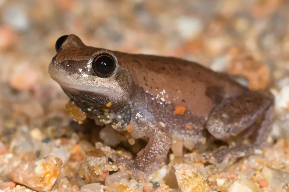 Wüstenlaubfrosch (Litoria rubella)