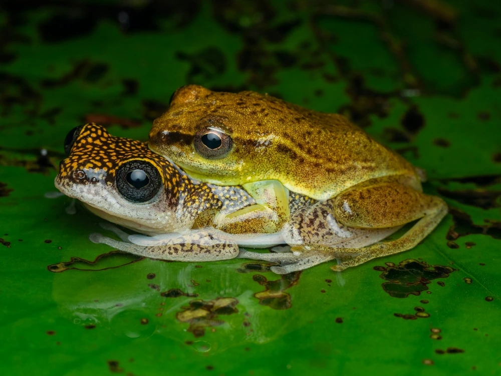 Wunderbaum-Laubfrosch (Rhacophorus arboreus)