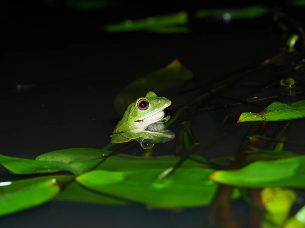 Wunderbaumfrosch (Rhacophorus arboreus)
