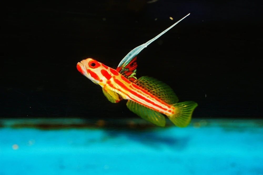 Yasha-Grundel (Stonogobiops yasha)