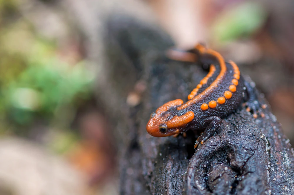 Yunnan-Feuersalamander (Tylototriton verrucosus)