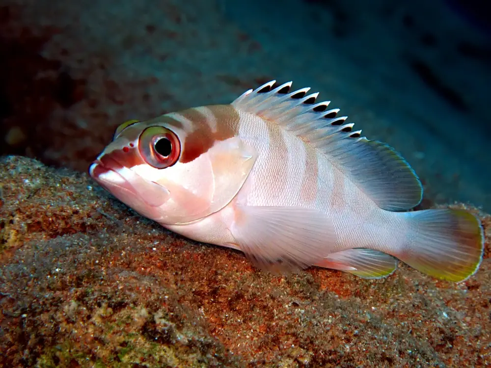 Zackenbarsch (Epinephelus fasciatus)