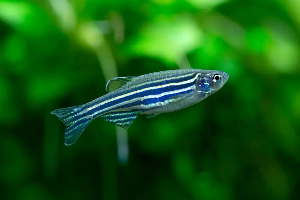 Zebrabärbling (Danio rerio)