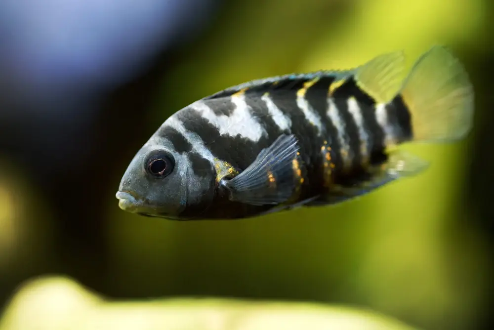 Zebrabuntbarsch (Amatitlania nigrofasciata)