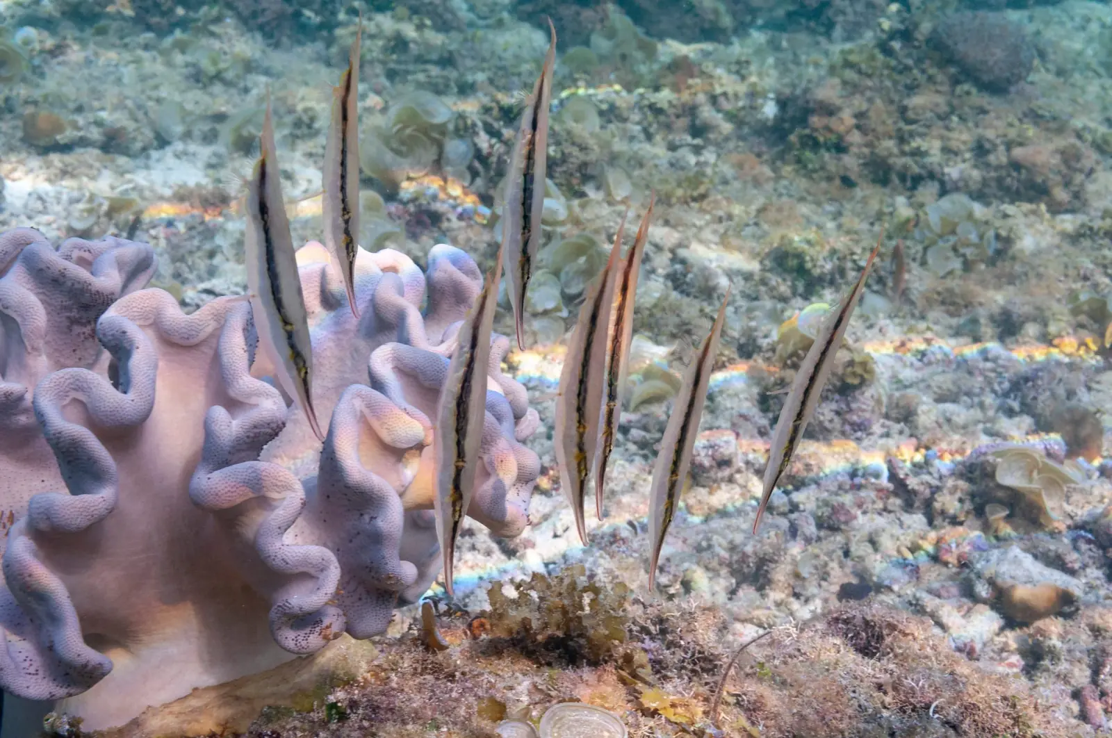 Aeoliscus strigatus