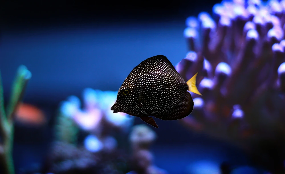 Zebrasoma gemmatum (Juwelen-Doktorfisch)