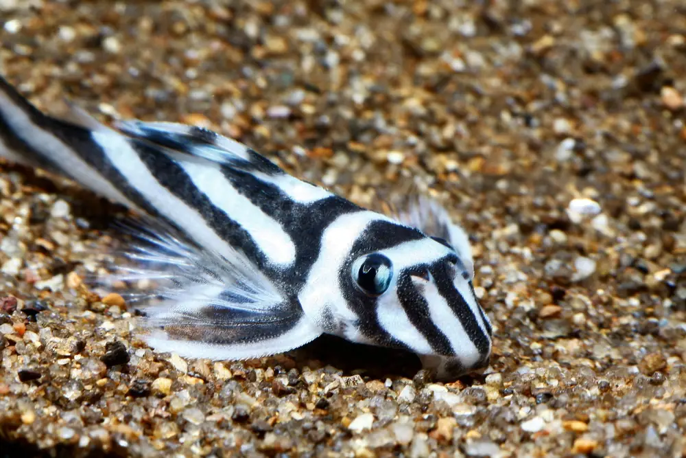 Zebrawels (Hypancistrus zebra)