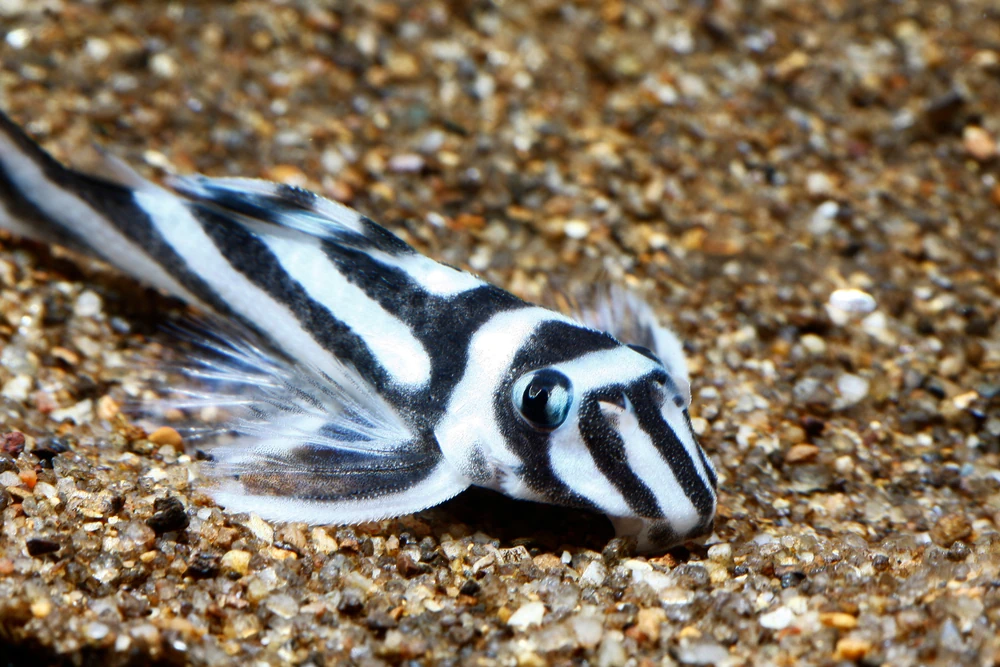 Zebrawels (Hypancistrus zebra)