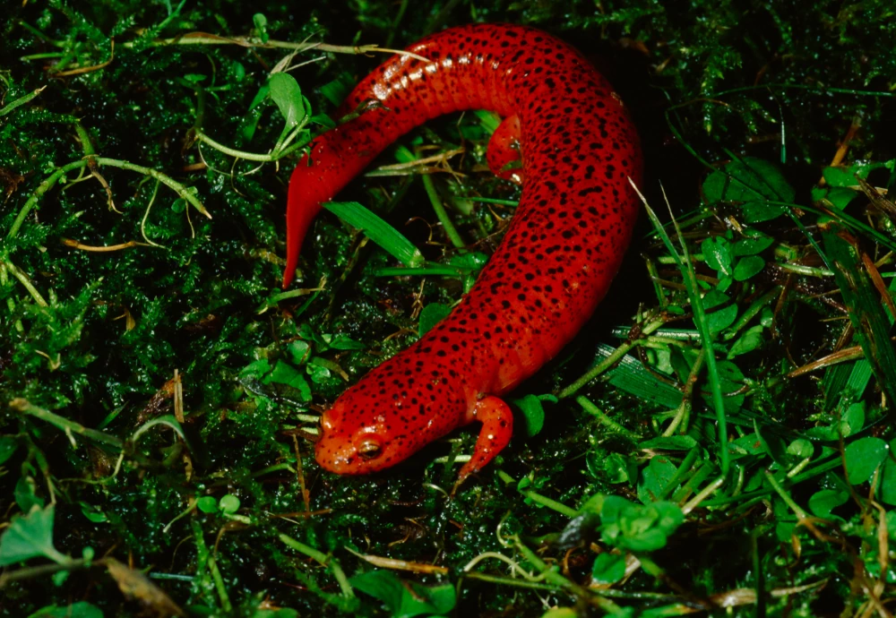 Ziegelroter Salamander (Pseudotriton ruber)