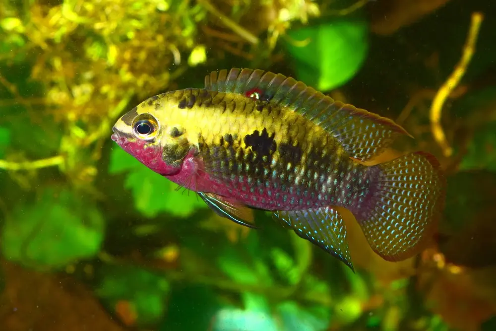 Zierbuntbarsch (Laetacara dorsigera)