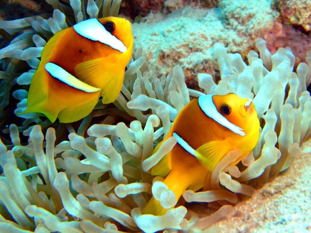 Amphiprion bicinctus