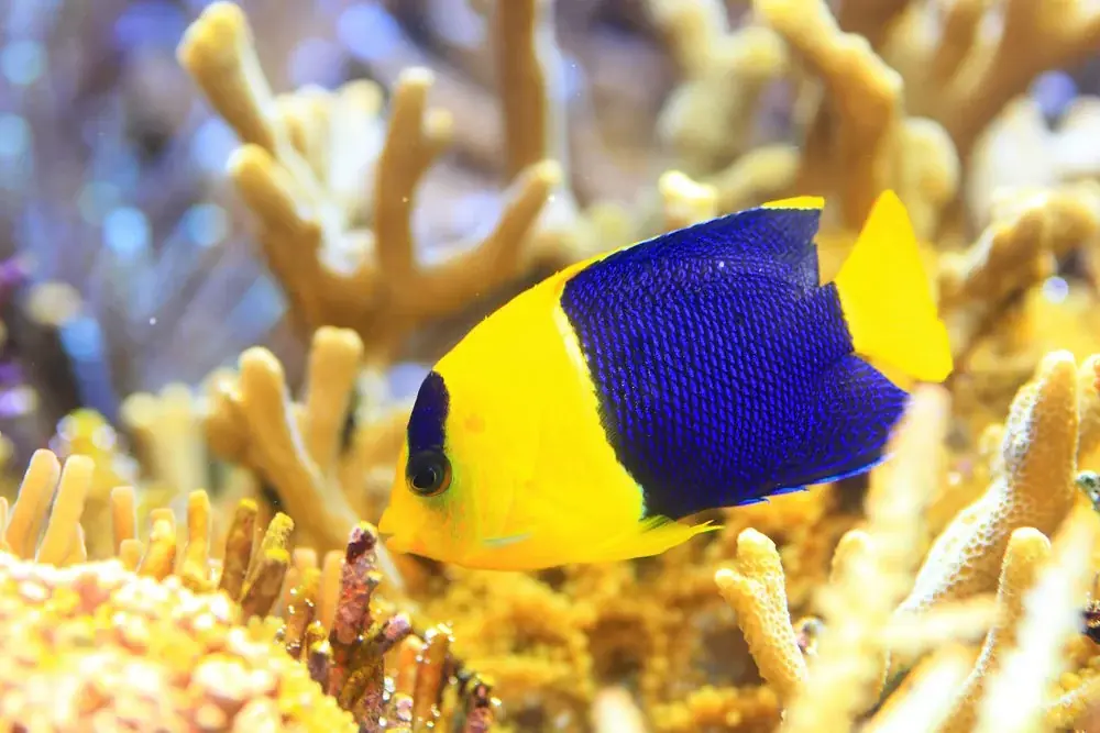 Centropyge bicolor