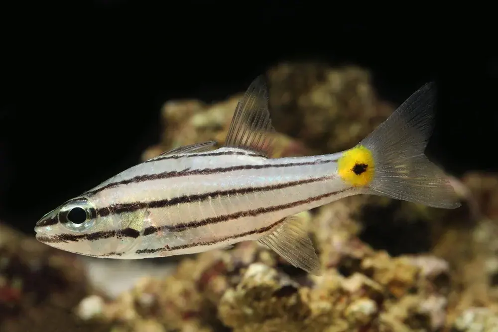 Zweifleck-Kardinalbarsch (Cheilodipterus quinquelineatus)