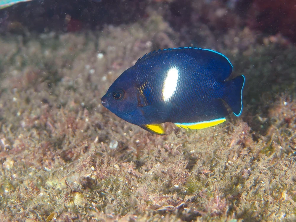 Zwerg-Kaiserfisch (Centropyge tibicen)
