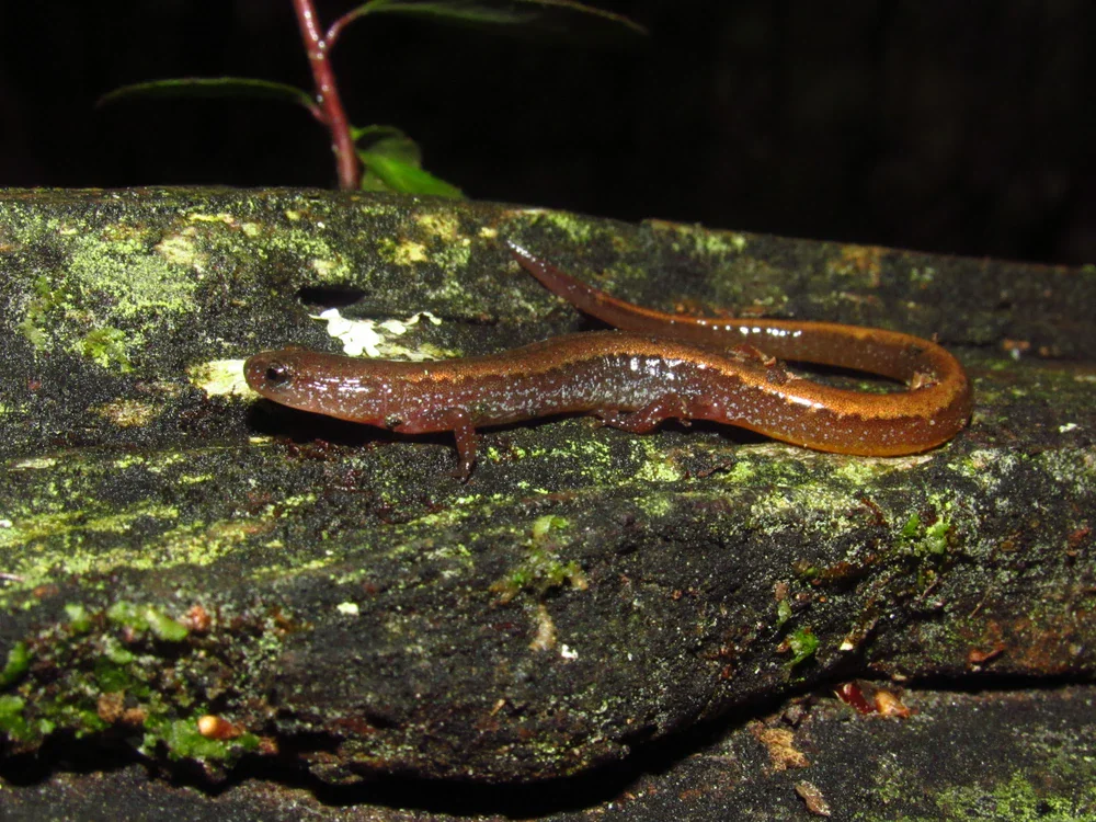Zwerg-Salamander (Eurycea quadridigitata)