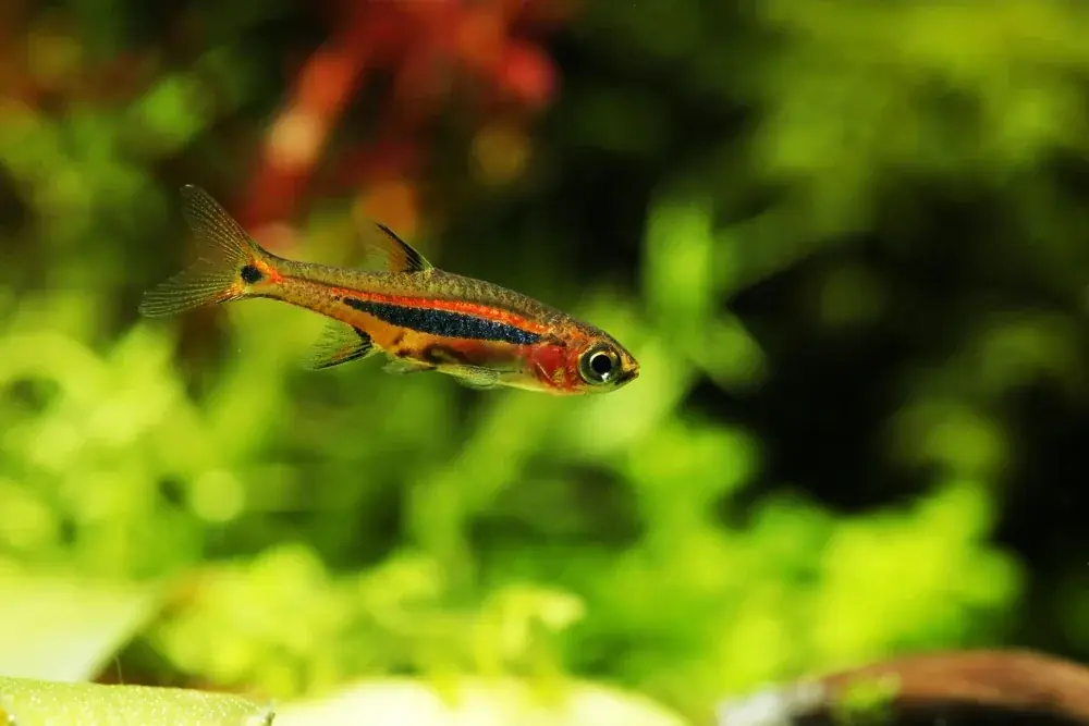 Zwergbärbling (Boraras urophthalmoides)