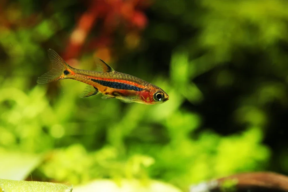 Zwergbärbling (Boraras urophthalmoides)