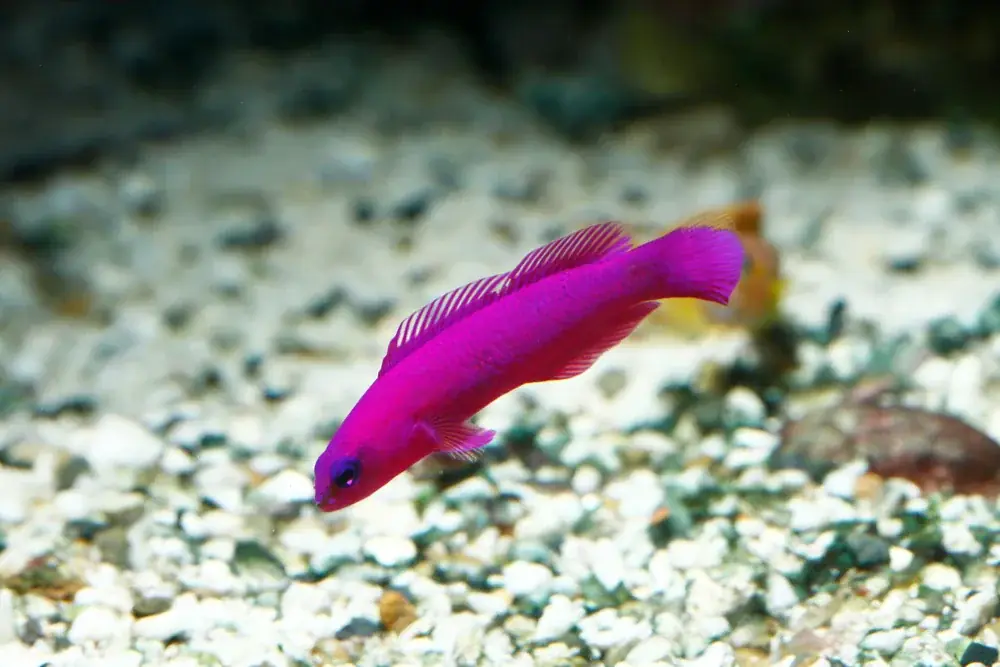 Zwergbarsch (Pseudochromis fridmani)