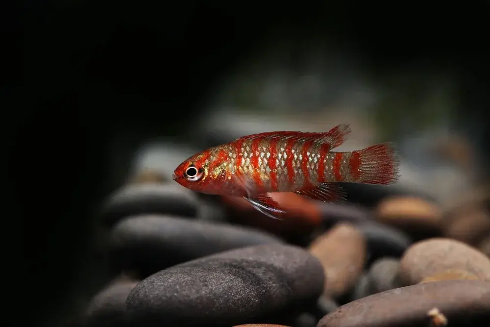 Zwergblaubarsch (Badis badis)