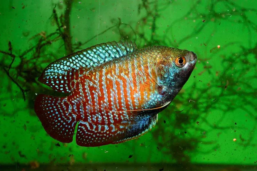 Zwergfadenfisch (Trichogaster lalius)