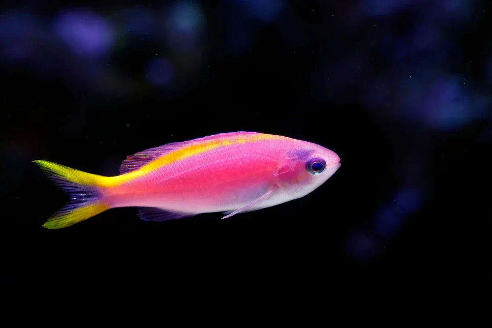 Zwergfahnenbarsch (Pseudanthias tuka)