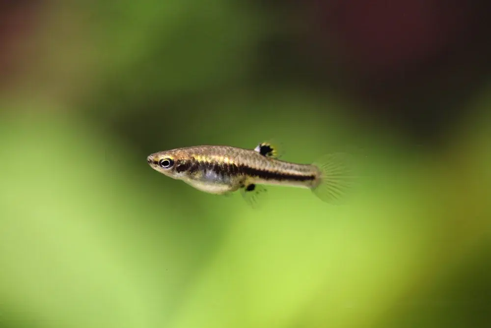 Zwergkärpfling (Heterandria formosa)
